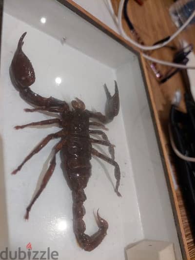Scorpion display for sale 0