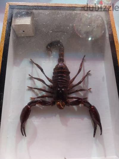 Scorpion display for sale 2
