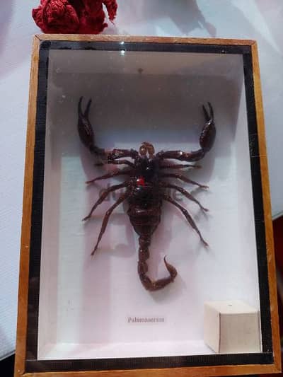 Scorpion display for sale 3