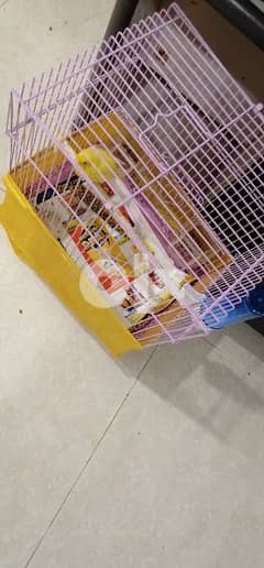 male yellow canary with excellent voice and active without cage 10 kd 0