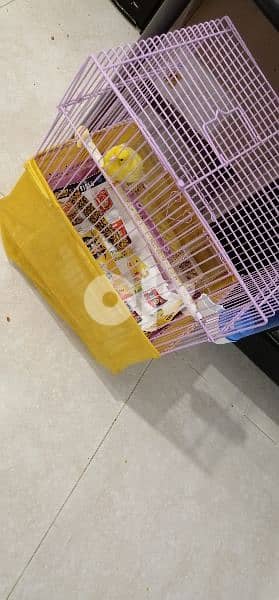 male yellow canary with excellent voice and active without cage 10 kd 1