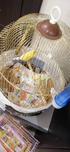 couple of canary both active male in excellent voice  with cage stand 0