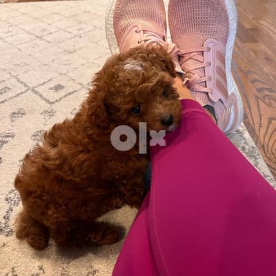 Intelligent & Smart Toy Poodle puppy for sell 0